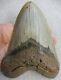 Giant Megalodon Tooth 6.102 Inches (15.50 Cm)