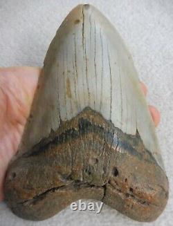 Giant Megalodon tooth 6.102 inches (15.50 cm)