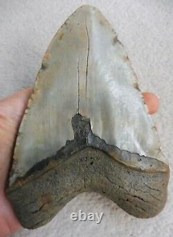 Giant Megalodon tooth 6.102 inches (15.50 cm)