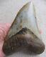 Giant Megalodon Tooth 6.114 Inches (15.53 Cm)