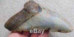 Giant Megalodon tooth 6.114 inches (15.53 cm)