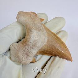 Giant Otodus Obliquus Shark Tooth Megalodon Ancestor Fossil from Morocco