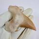 Giant Otodus Obliquus Shark Tooth Megalodon Ancestor Fossil From Morocco