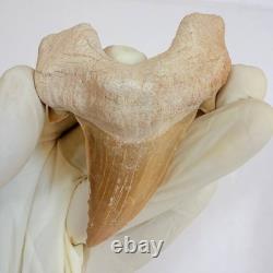 Giant Otodus Obliquus Shark Tooth Megalodon Ancestor Fossil from Morocco