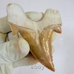 Giant Otodus Obliquus Shark Tooth Megalodon Ancestor Fossil from Morocco