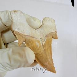 Giant Otodus Obliquus Shark Tooth Megalodon Ancestor Fossil from Morocco