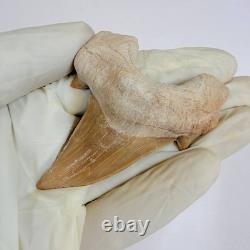 Giant Otodus Obliquus Shark Tooth Megalodon Ancestor Fossil from Morocco