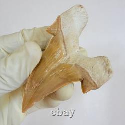 Giant Otodus Obliquus Shark Tooth Megalodon Ancestor Fossil from Morocco