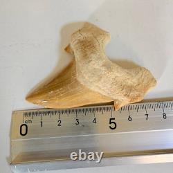 Giant Otodus Obliquus Shark Tooth Megalodon Ancestor Fossil from Morocco