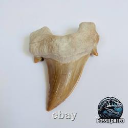 Giant Otodus Obliquus Shark Tooth Megalodon Ancestor Fossil from Morocco