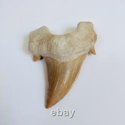 Giant Otodus Obliquus Shark Tooth Megalodon Ancestor Fossil from Morocco