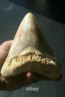 Giant Real Genuine Megalodon Shark Tooth 5.4 x 4.62