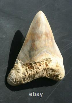 Giant Real Genuine Megalodon Shark Tooth 5.4 x 4.62