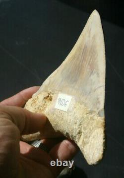 Giant Real Genuine Megalodon Shark Tooth 5.4 x 4.62