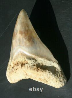Giant Real Genuine Megalodon Shark Tooth 5.4 x 4.62