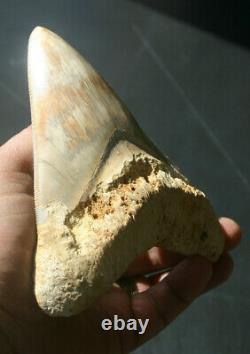 Giant Real Genuine Megalodon Shark Tooth 5.4 x 4.62