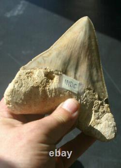 Giant Real Genuine Megalodon Shark Tooth 5.4 x 4.62