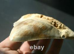 Giant Real Genuine Megalodon Shark Tooth 5.4 x 4.62