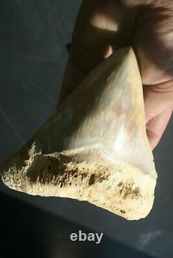 Giant Real Genuine Megalodon Shark Tooth 5.4 x 4.62