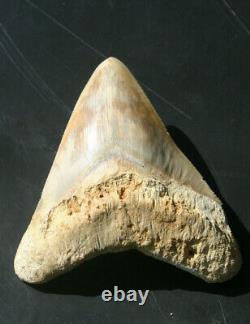 Giant Real Genuine Megalodon Shark Tooth 5.4 x 4.62