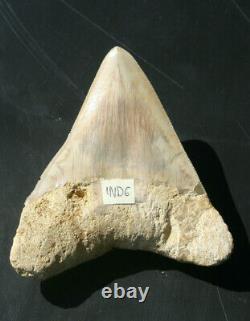 Giant Real Genuine Megalodon Shark Tooth 5.4 x 4.62