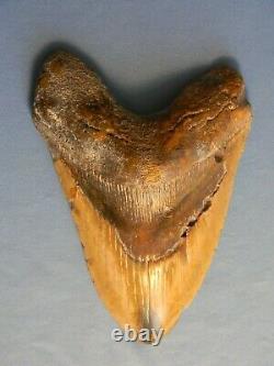 Giant Tan 6 1/16 Inch Megalodon Shark Tooth Fossil