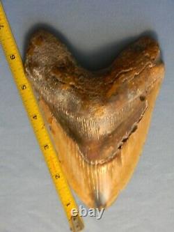 Giant Tan 6 1/16 Inch Megalodon Shark Tooth Fossil