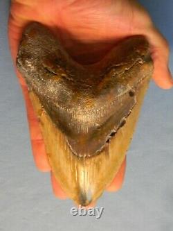 Giant Tan 6 1/16 Inch Megalodon Shark Tooth Fossil