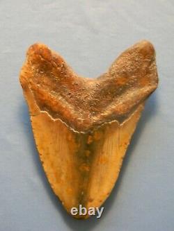 Giant Tan 6 1/16 Inch Megalodon Shark Tooth Fossil