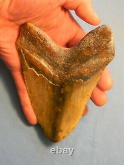 Giant Tan 6 1/16 Inch Megalodon Shark Tooth Fossil