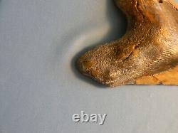 Giant Tan 6 1/16 Inch Megalodon Shark Tooth Fossil
