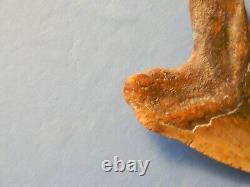 Giant Tan 6 1/16 Inch Megalodon Shark Tooth Fossil