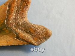 Giant Tan 6 1/16 Inch Megalodon Shark Tooth Fossil