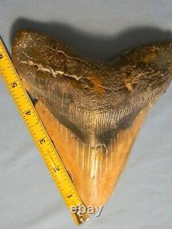 Giant Tan 6 3/8 Inch Megalodon Shark Tooth Fossil