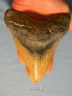 Giant Tan 6 3/8 Inch Megalodon Shark Tooth Fossil