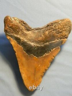 Giant Tan 6 3/8 Inch Megalodon Shark Tooth Fossil