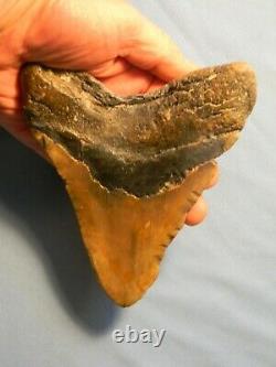 Giant Tan 6 3/8 Inch Megalodon Shark Tooth Fossil