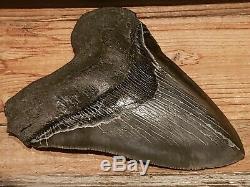 Gigantic Natural Megalodon Tooth 6+ Serrated