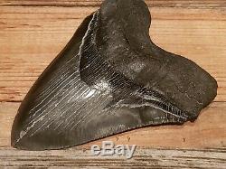 Gigantic Natural Megalodon Tooth 6+ Serrated