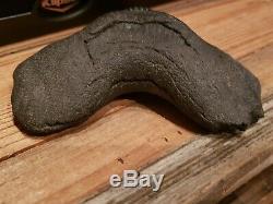 Gigantic Natural Megalodon Tooth 6+ Serrated