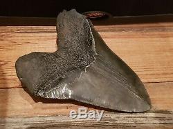 Gigantic Natural Megalodon Tooth 6+ Serrated