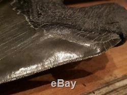 Gigantic Natural Megalodon Tooth 6+ Serrated