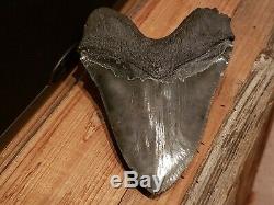 Gigantic Natural Megalodon Tooth 6+ Serrated