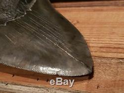 Gigantic Natural Megalodon Tooth 6+ Serrated