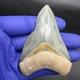 Golden Beach Megalodon Tooth 3.27 Venice Florida