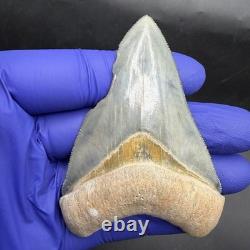 Golden Beach Megalodon Tooth 3.27 Venice Florida