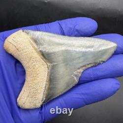 Golden Beach Megalodon Tooth 3.27 Venice Florida