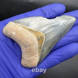 Golden Beach Megalodon Tooth 3.27 Venice Florida