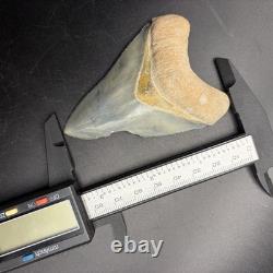 Golden Beach Megalodon Tooth 3.27 Venice Florida