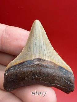 Golden Megalodon Tooth North Carolina Collector Grade 1.9 Shark Tooth Fossil